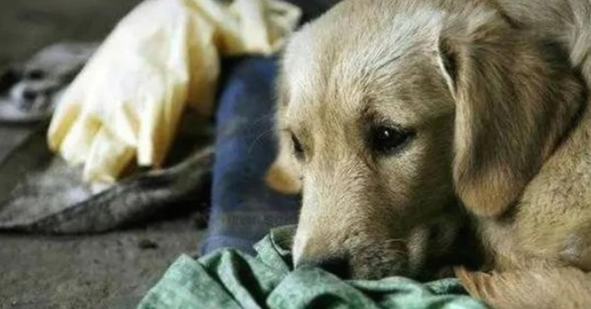 A Loyal Heart Never Forgets: Stray Dog Still Searches for Food for His Late Friend