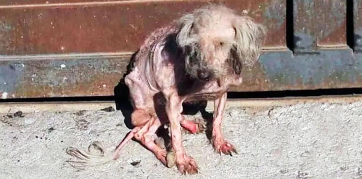 From Stray to Superstar: Benny's Amazing Transformation