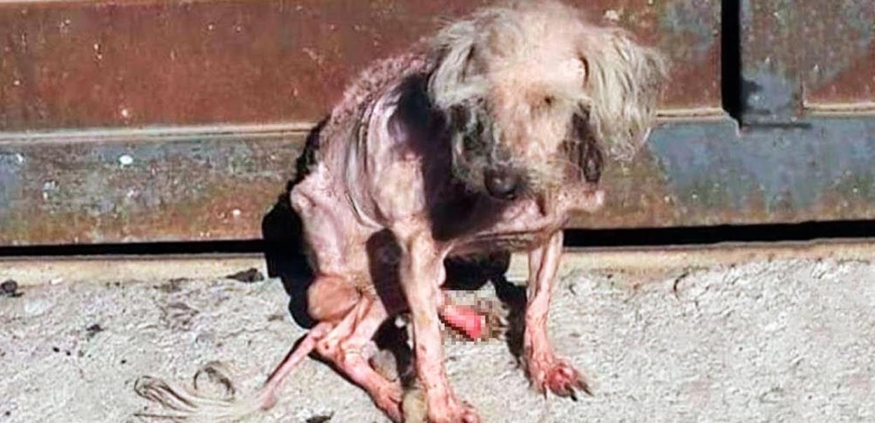 Once Abandoned and Alone, Benny Finally Discovered the Love He'd Been Missing All His Life