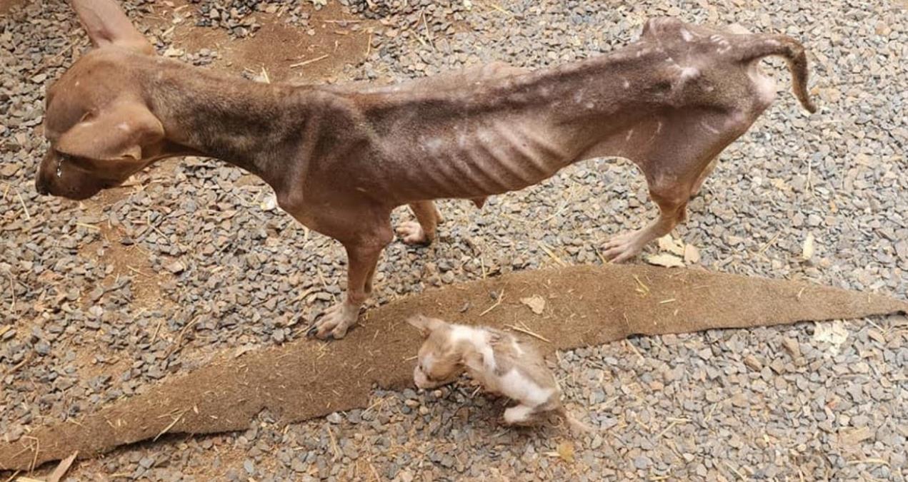 Skin and Bones, She Begged Strangers to Save Her Puppy as She Roamed the Roadside