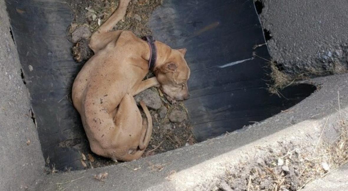 15-Year-Old Dog Pulled from Storm Drain Now Hopes for a Second Chance in a Loving Home