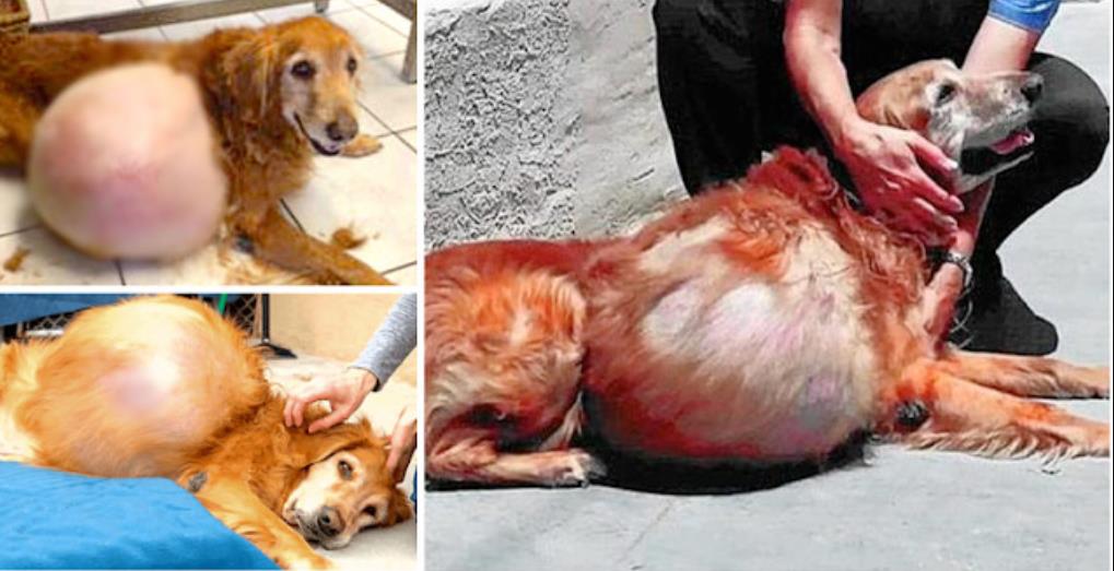 Dumped with a 46-Pound Tumor, This Brave Golden Retriever Found Love Just in Time to Say Goodbye