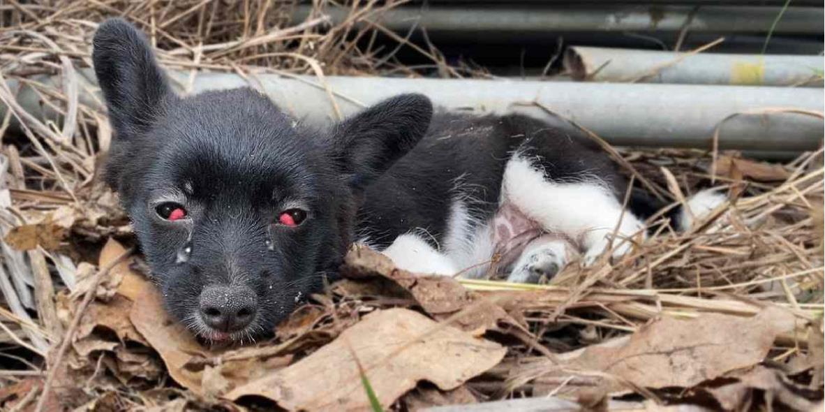 One Cry for Help—and One Kind Soul Changed This Puppy's Life Forever