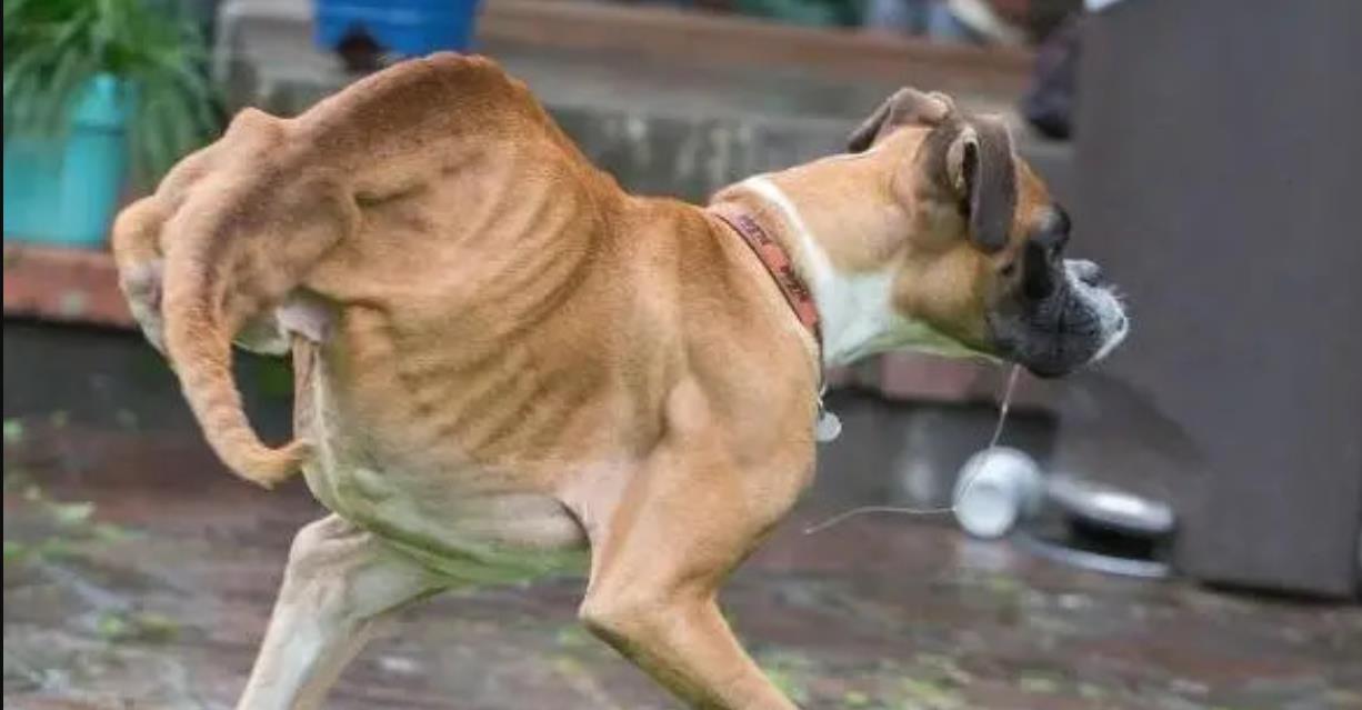 Duncan Defied the Odds—From Deformity to Four-Legged Hero