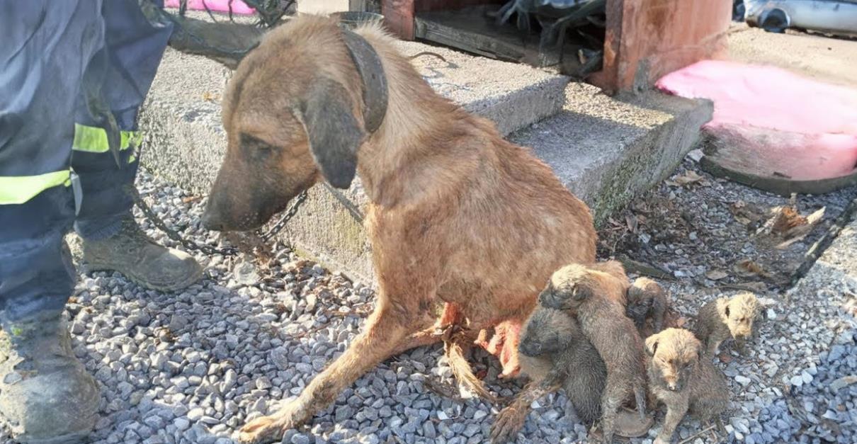 A Mother's Last Wish: The Brave Dog Who Sacrificed Everything for Her Puppies