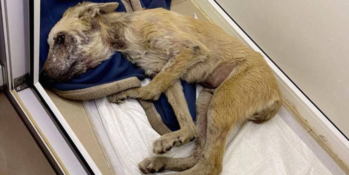 Zippo's Journey: From Despair to a Joyful New Beginning
