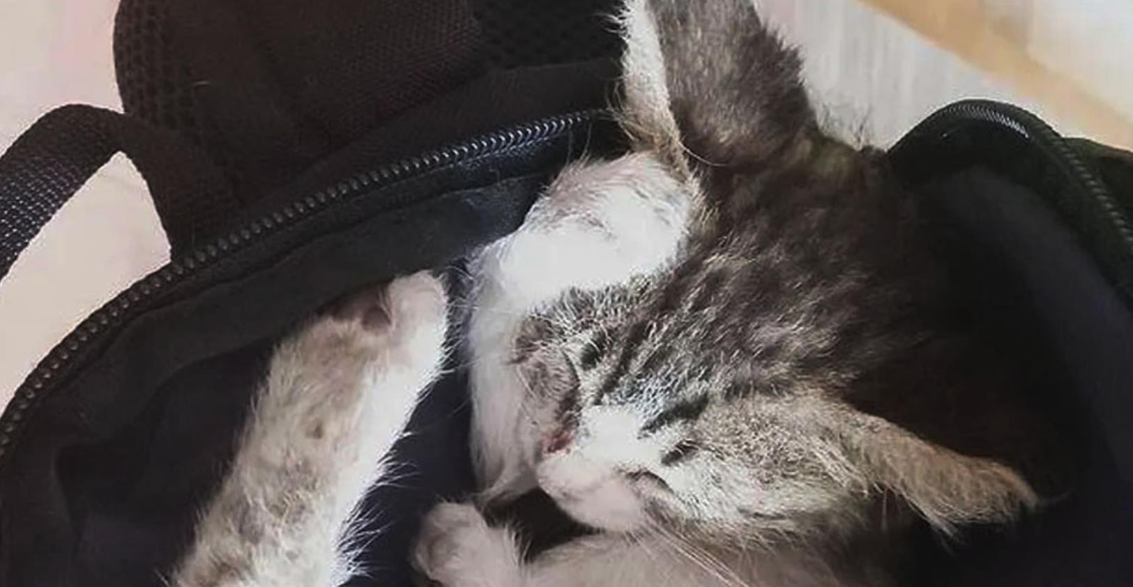 Biker Sees Starving Kitten in Traffic and Saves It with a Cozy Ride Home in Her Backpack