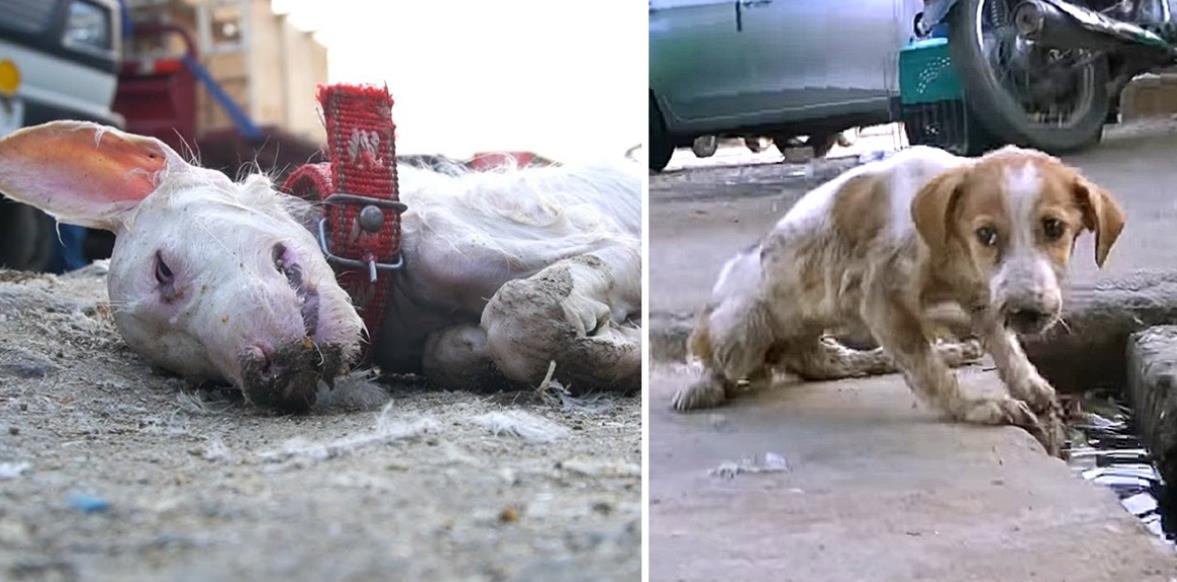 Injured Puppy Left to Suffer Alone, Until Rescuers Came to the Rescue