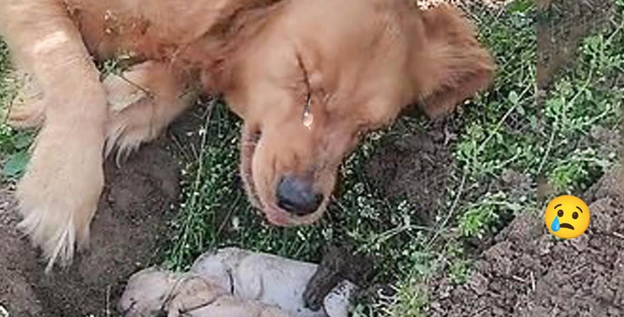 Devoted Mother Dog Tries to Rescue Her Missing Puppies, Refuses to Leave Their Side