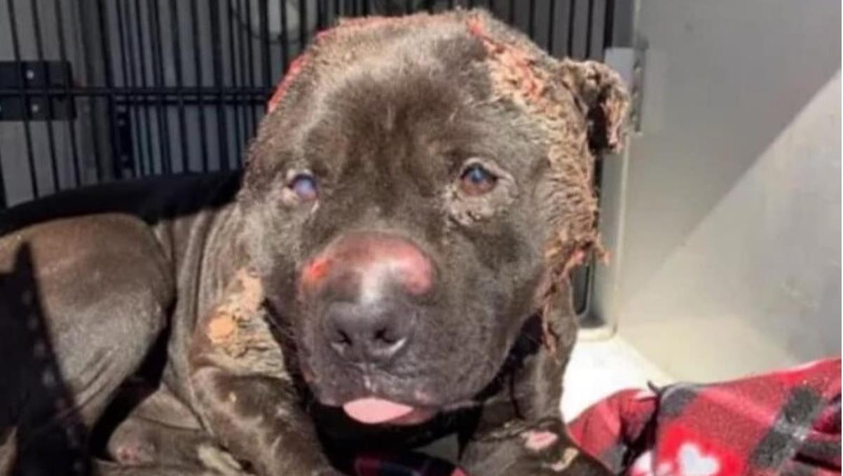 Bjarni the Bait Dog Was Left to Die — But Love Gave Him a New Life