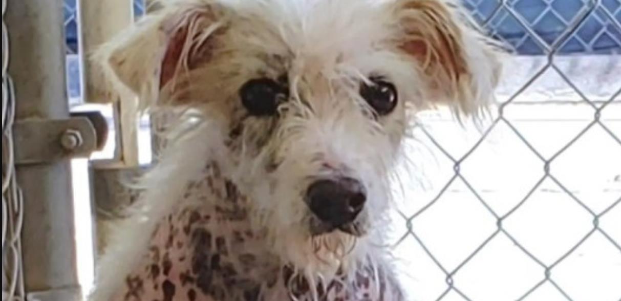 Piccolo Went from Neglected Stray to Stylish Family Star — See His Amazing Makeover!