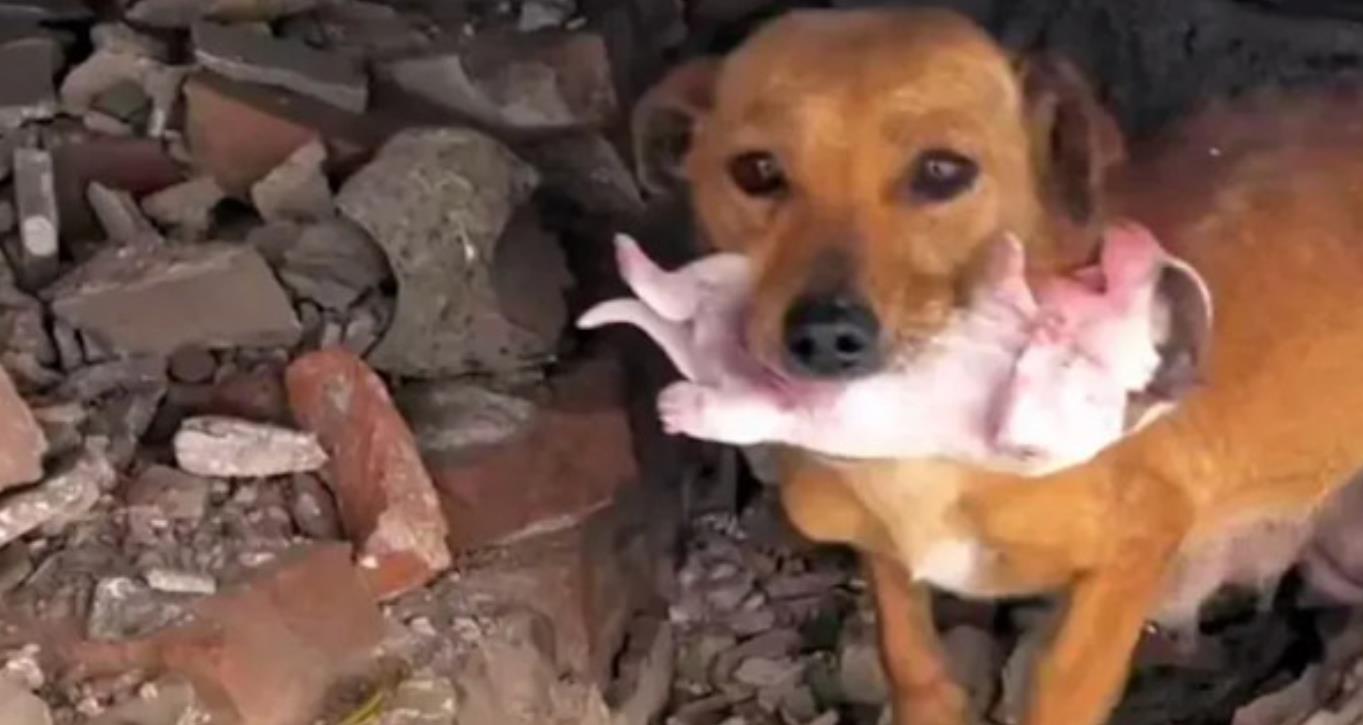 Shivering But Strong: Brave Mama Dog Battles the Cold to Save Her Puppy