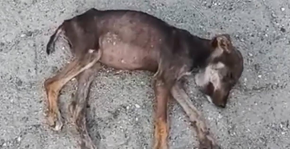 Abandoned Sick Puppy Rescued from Traffic and Transformed by Love