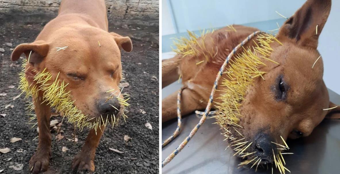 Dog Covered in Porcupine Quills Gets Life-Saving Help from Local Hero