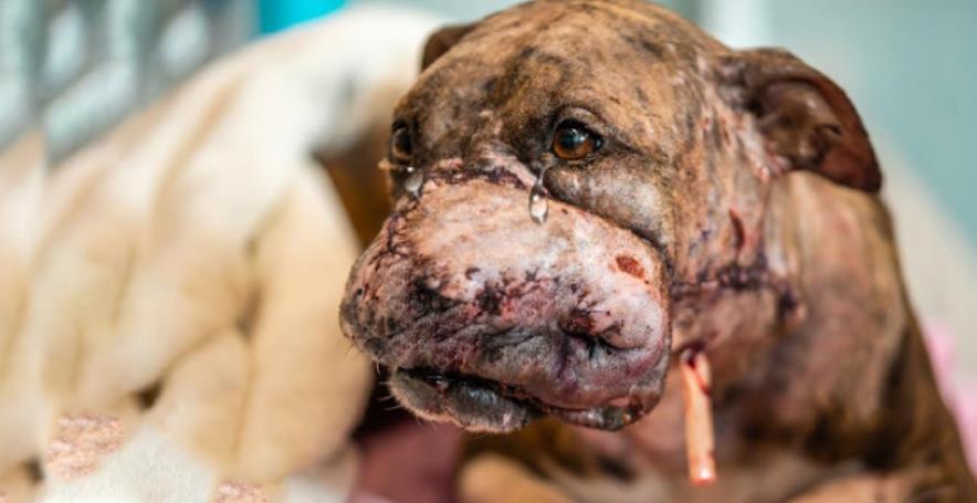 Thrown Away and Forgotten, Amber Finds Love and a Forever Home