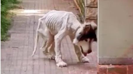 Neglected and Starving, This Brave Dog Fought to Survive—and Is Now Thriving in a New Home