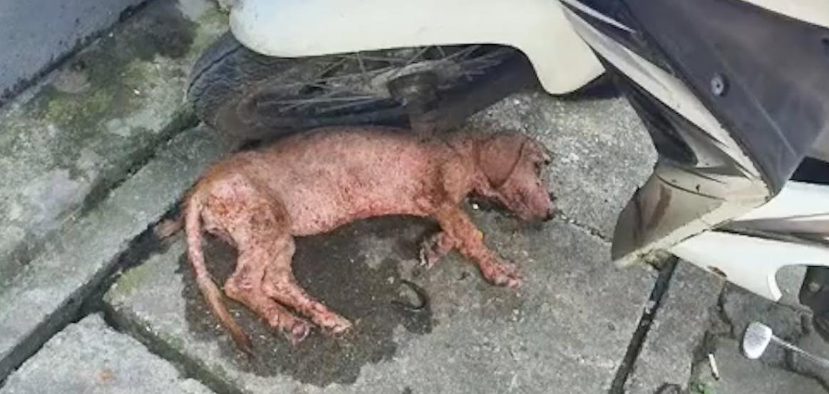 Once Abandoned and Covered in Mange, This Rescue Dog Is Now a Stylish Star with a Loving Owner