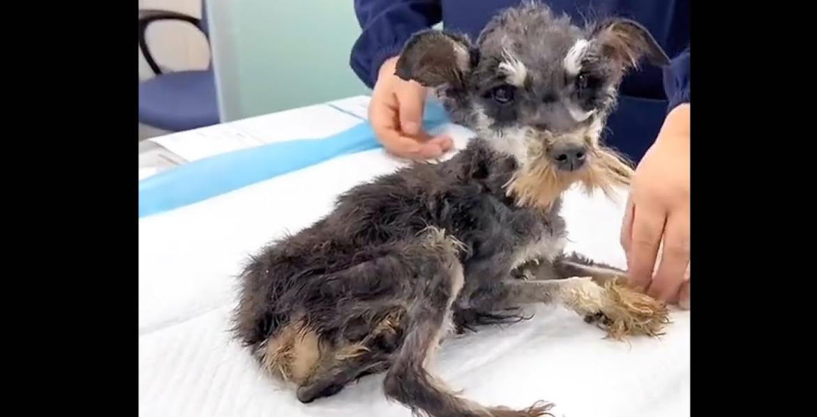 He Weighed Less Than 2kg and Fought to Stay Alive—But This Brave Dog Passed Peacefully, Surrounded by Love