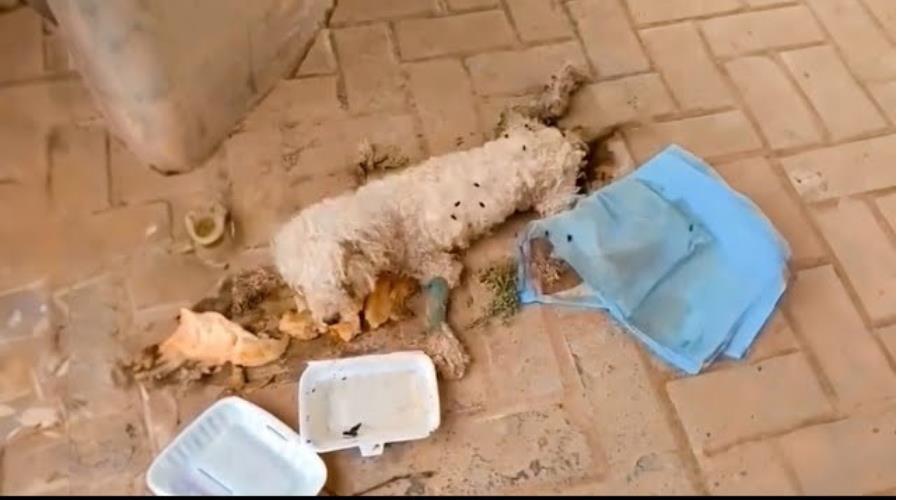 Left Injured and Crying on the Road, This Dog Was Ignored—Until a Kind Stranger Changed Everything