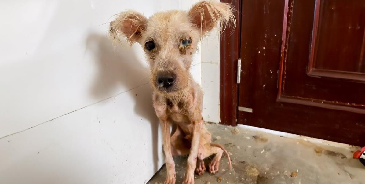 Neglected and in Agony, This Dog Waited Silently for a Miracle