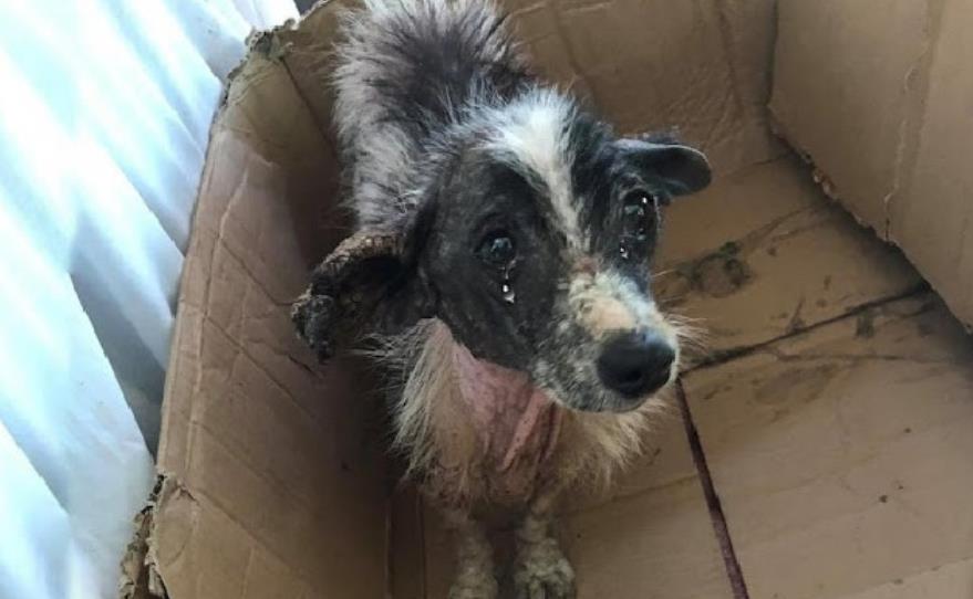 Abandoned After 10 Years of Loyalty, Annie Finally Finds the Love She Deserves