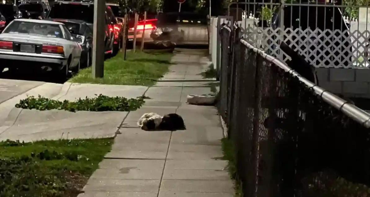 Faithful Dogs Wait at the Same Spot, Hoping Their Family Will Come Back