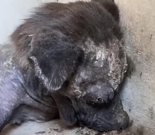 Trapped in Darkness Since a Puppy, He Trembled the Moment He Saw Light for the First Time
