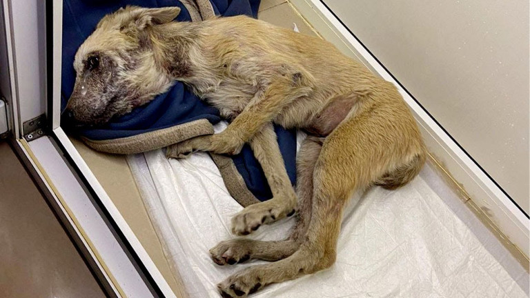 Dog Found Eating Trash to Survive, Rescued Just in Time Despite Tumor