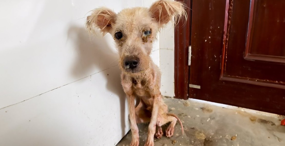 Starving and Suffering, This Dog Endured Alone Until Help Finally Came