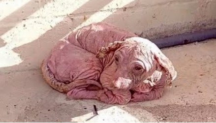 From Fear and Abuse to Love and Healing: How 'Dobby' the Dog Found a New Life