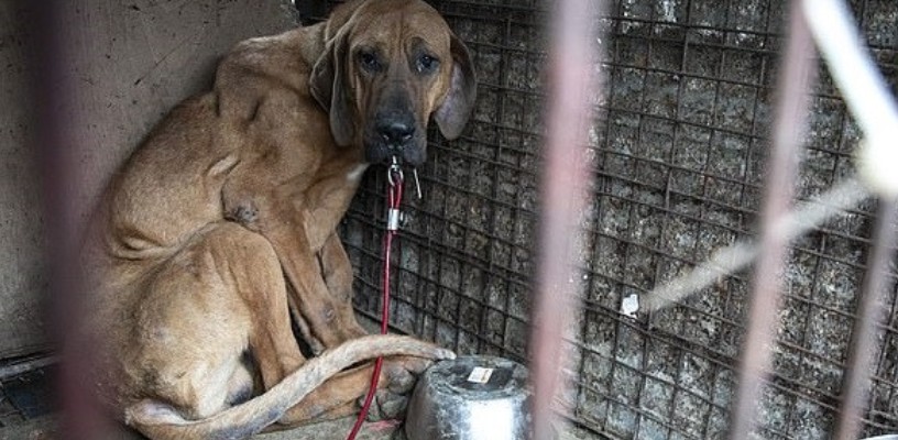 Robin, the Last Dog Rescued from a Meat Farm, Takes Slow Steps Toward Trust