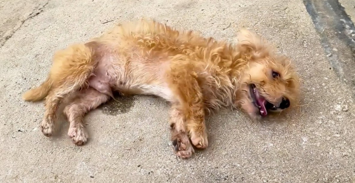 Dog Left Seizing in the Street Rescued from Heartless Abandonment