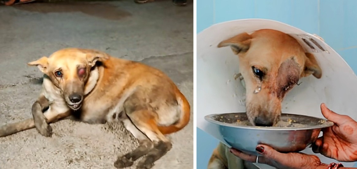 Street Dog With Ruptured Eye Finally Finds Love, Safety, and a Second Chance