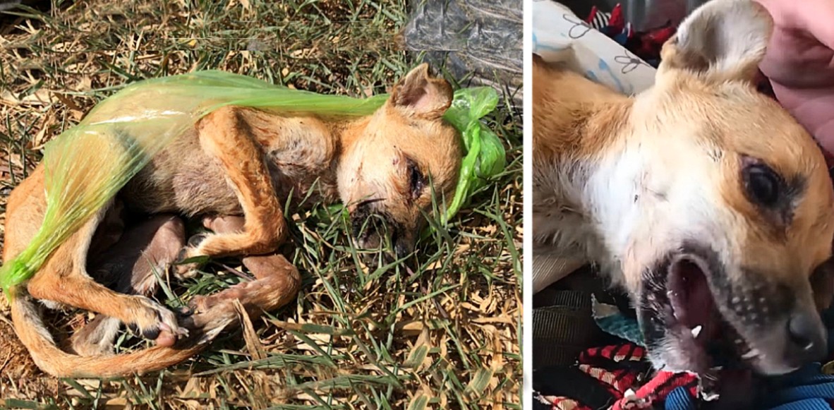 Puppy Found in Garbage Bag Fights to Survive—Then Becomes a Symbol of Hope