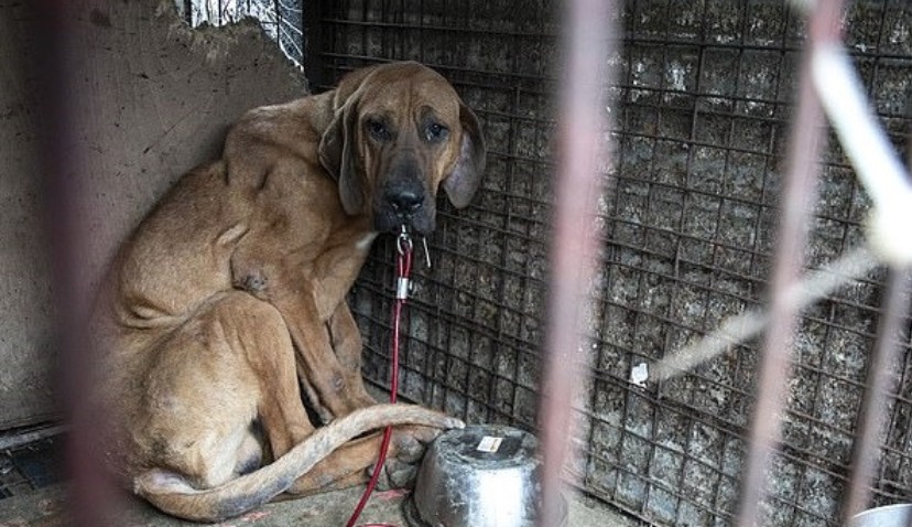 Robin, the Last Dog Rescued from a Meat Farm, Begins Her Journey to Trust Again