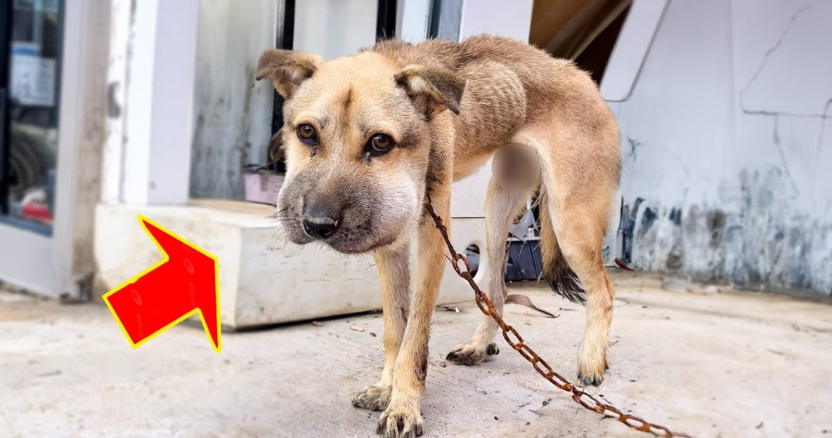Dog Cries with Joy After Being Freed from Three Years in Chains