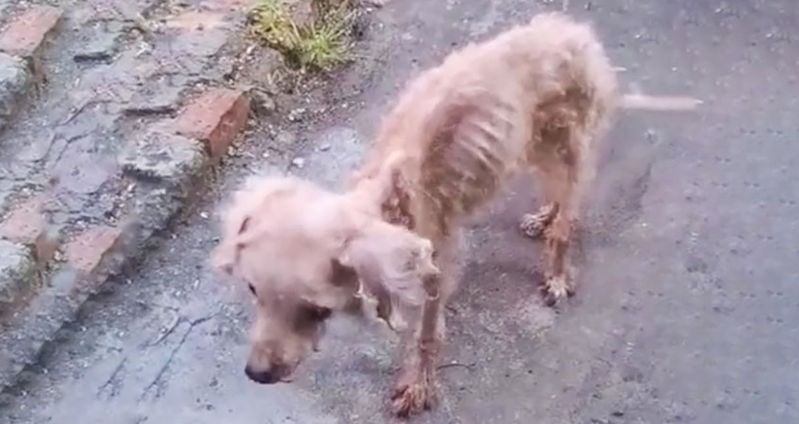 Emaciated and Abandoned, Stray Dog Saved Moments Before Tragedy