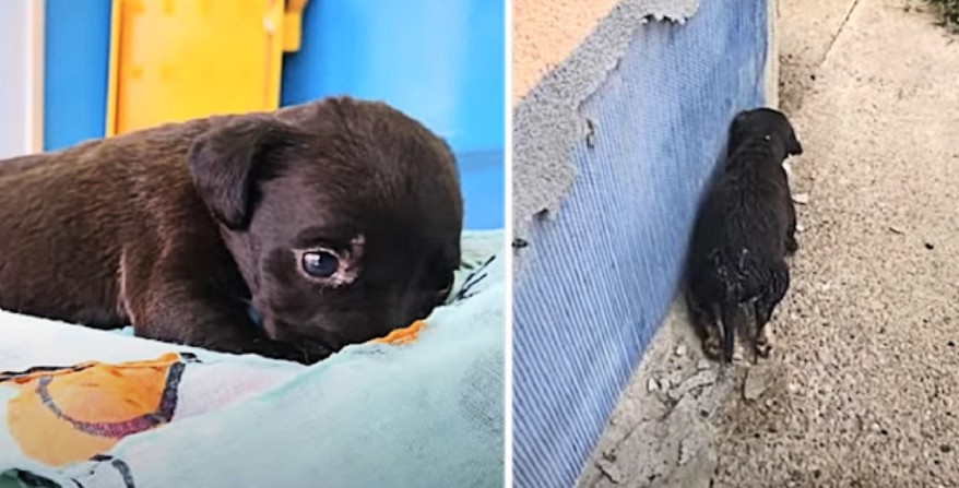 Abandoned Puppy Overcomes Unimaginable Hardships With the Help of Kind Strangers