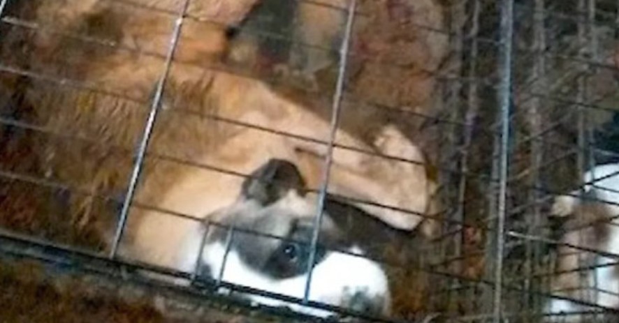 After 6 Years Locked in Cages, These Two Dogs Finally Found a Loving Home