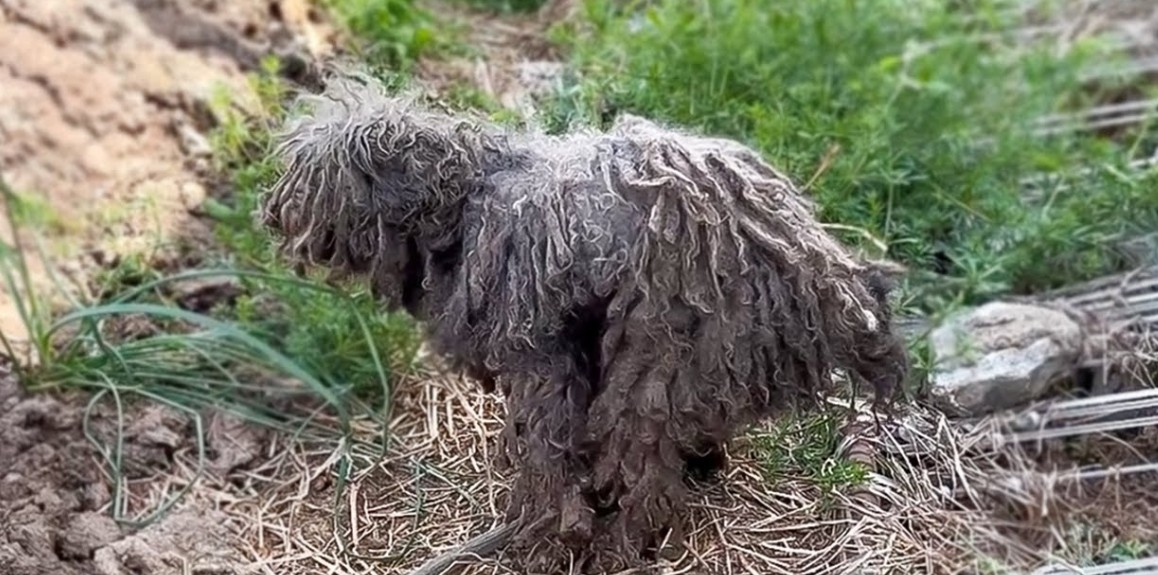 Abandoned and Barely Alive, 'Zombie Dog' Finds Hope and a New Life
