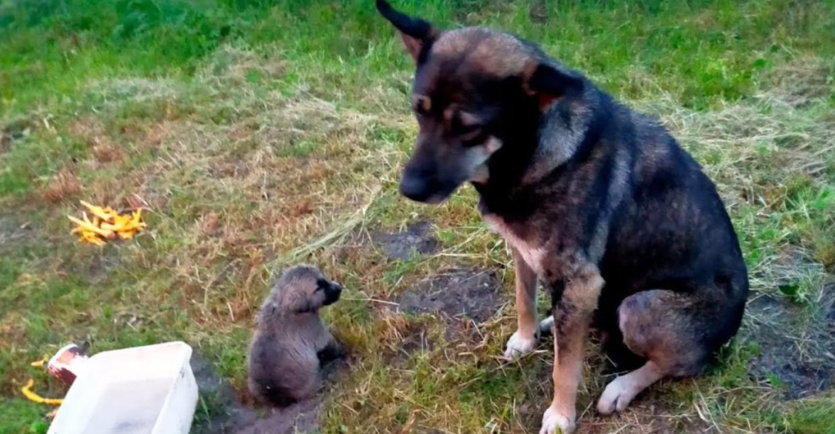 "It Hurts, Mom": Puppy's Heartbreaking Cry Leads to a Last-Minute Rescue