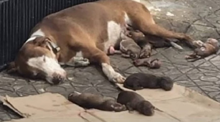 Left to Fend for Herself, Street Dog Gives Birth—Then a Stranger Changed Everything