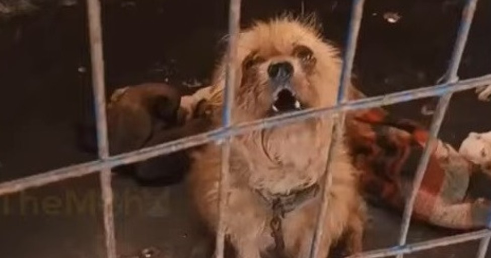 Abandoned While in Labor, Brave Mama Dog Begs for Help to Save Her Puppies