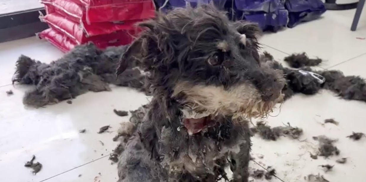 From Tears to Triumph: Liu Li's Shelter Gives Abandoned Pups a Second Chance with Love and Care