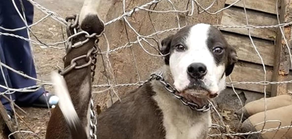 Helpless Puppy Tied Up and Begging for Freedom, Enduring Unbearable Suffering