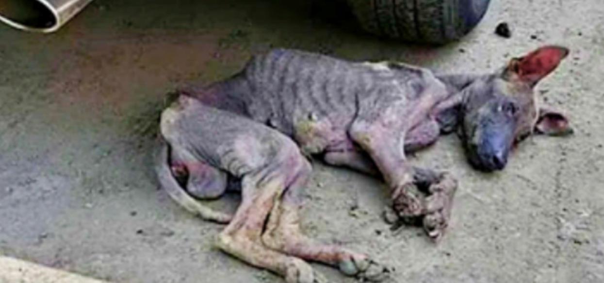 Woman Prepares to Say Goodbye to Her Dog… Then a Miracle Happens!