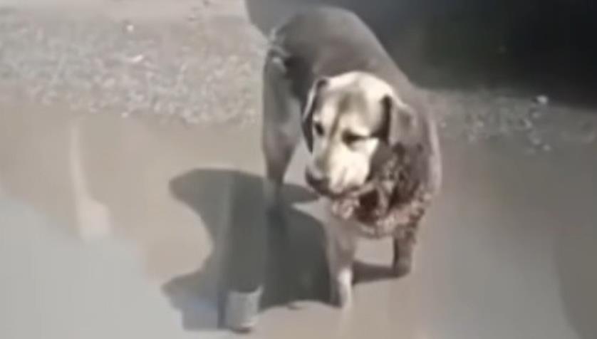 Amora's Journey: From Tragedy to Triumph, a Stray Dog Discovers Hope and Healing