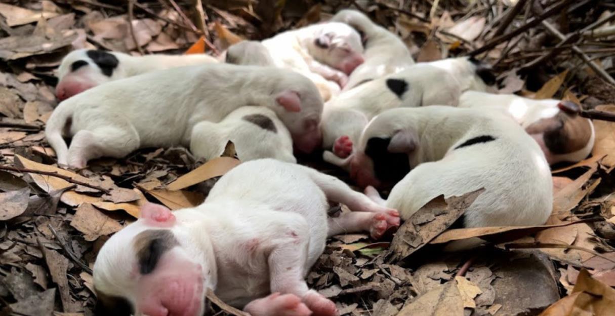 Stray Dog's Incredible Trust: Leads Rescuers to Save Her Newborn Puppies in a Heartwarming Rescue