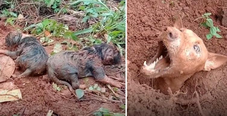Heartwarming Rescue Saves Dog and Her Newborn Puppies Trapped in Mud