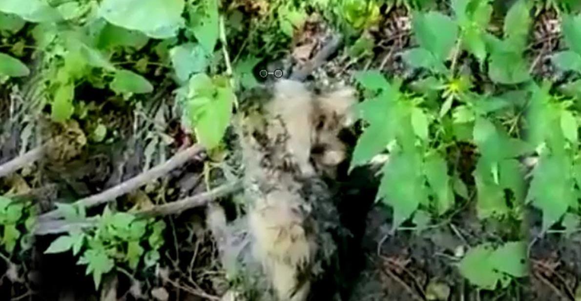 Abandoned Puppy in a Puddle of Mud Fights for Survival
